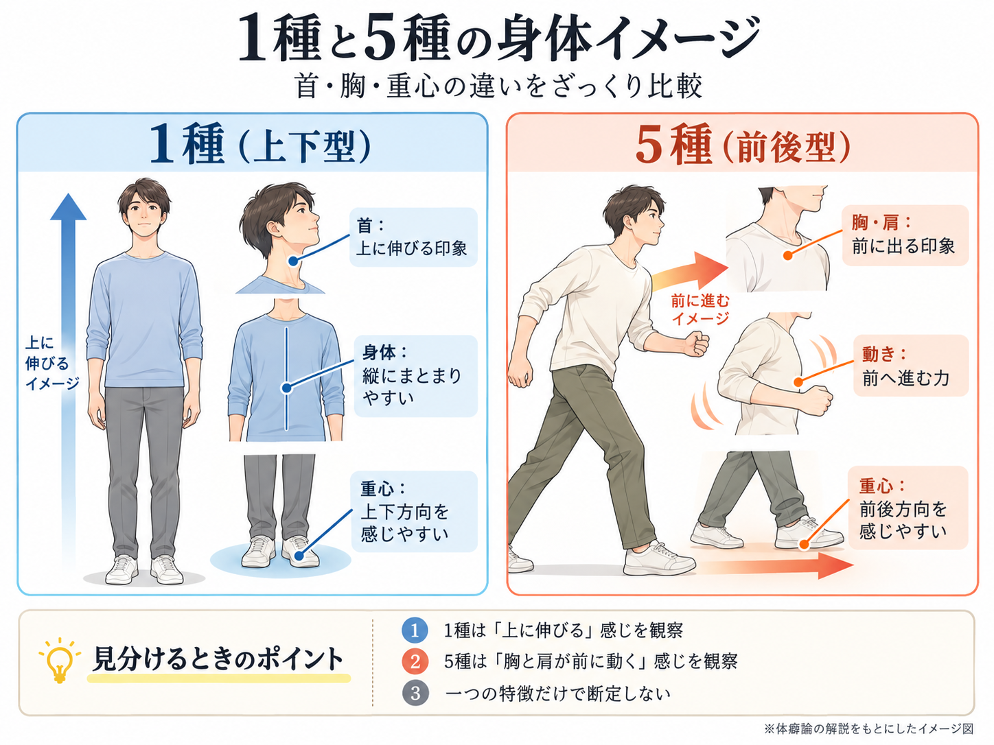体癖1種と5種の身体イメージ比較。1種の上下方向への伸びと5種の胸・肩・前方重心の違いを示した図